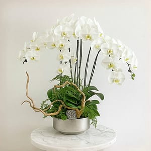 6 in 1 Phalaenopsis Arrangement with Azalea