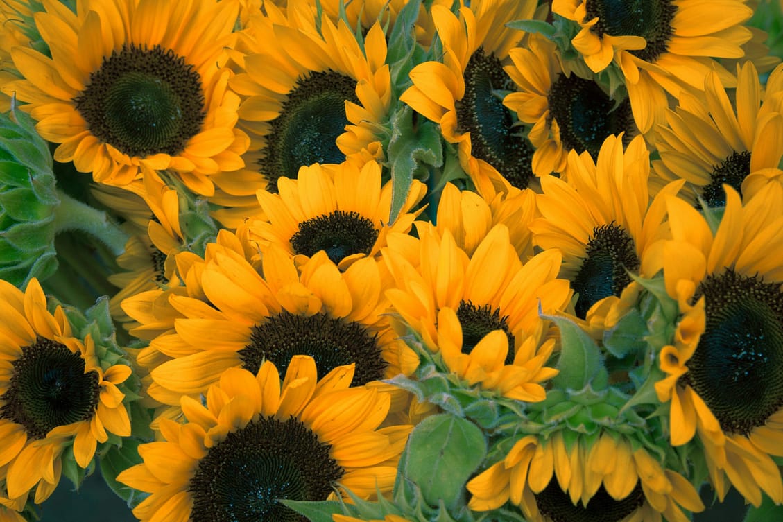 flower symbolism explained