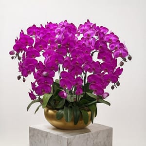 12 phalaenopsis in 1 pot