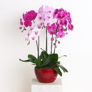 5 phalaenopsis in 1 pot