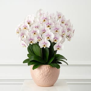 【Mother‘s Day] Pink Phalaenopsis Arrangement in ceramic pot